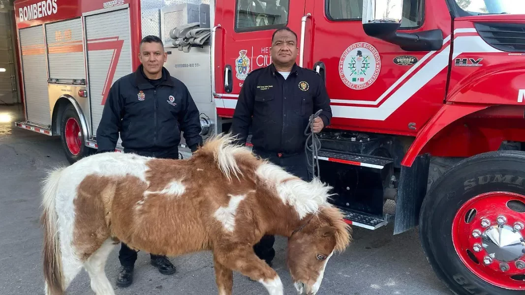 Resguarda Protección Civil a Pony que deambulaba por la ciudad