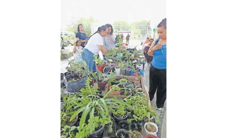 Preparan intercambio de semillas y de plantas