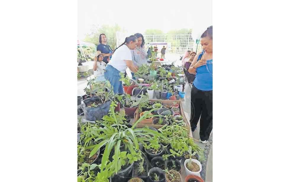 Preparan intercambio de semillas y de plantas