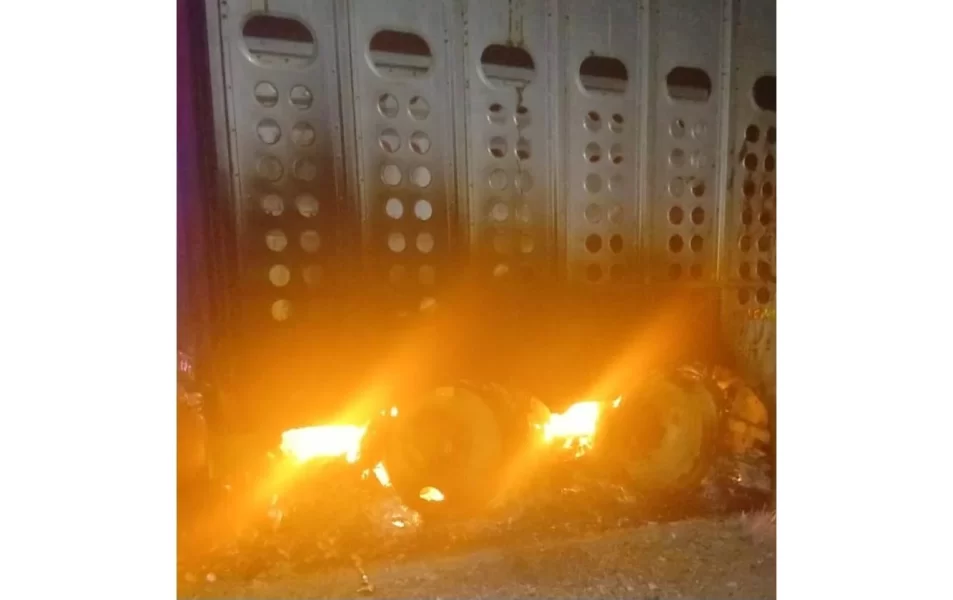 Vacas mueren calcinadas en incendio de tráiler ganadero