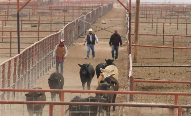 Confían ganaderos en reapertura fronteriza tras inspección del USDA