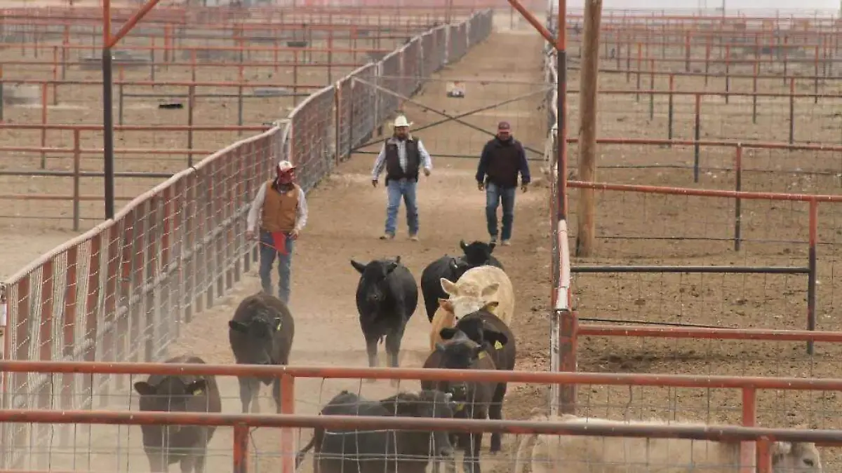 Confían ganaderos en reapertura fronteriza tras inspección del USDA