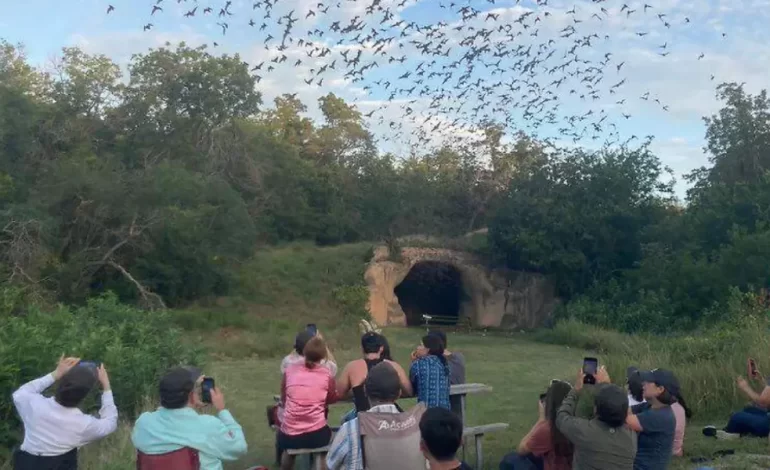 “Son aliados nocturnos”: Buscan conservar murciélagos en reservas hermanas de Texas, Chihuahua y Nuevo León