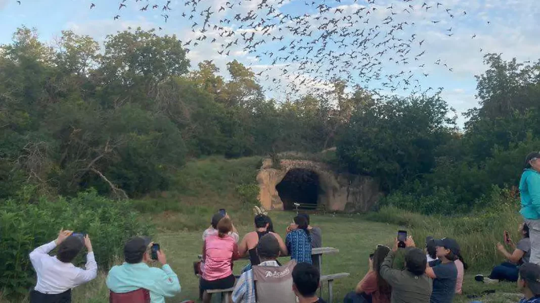 “Son aliados nocturnos”: Buscan conservar murciélagos en reservas hermanas de Texas, Chihuahua y Nuevo León