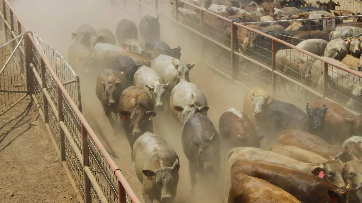 Ganaderos de Chihuahua 