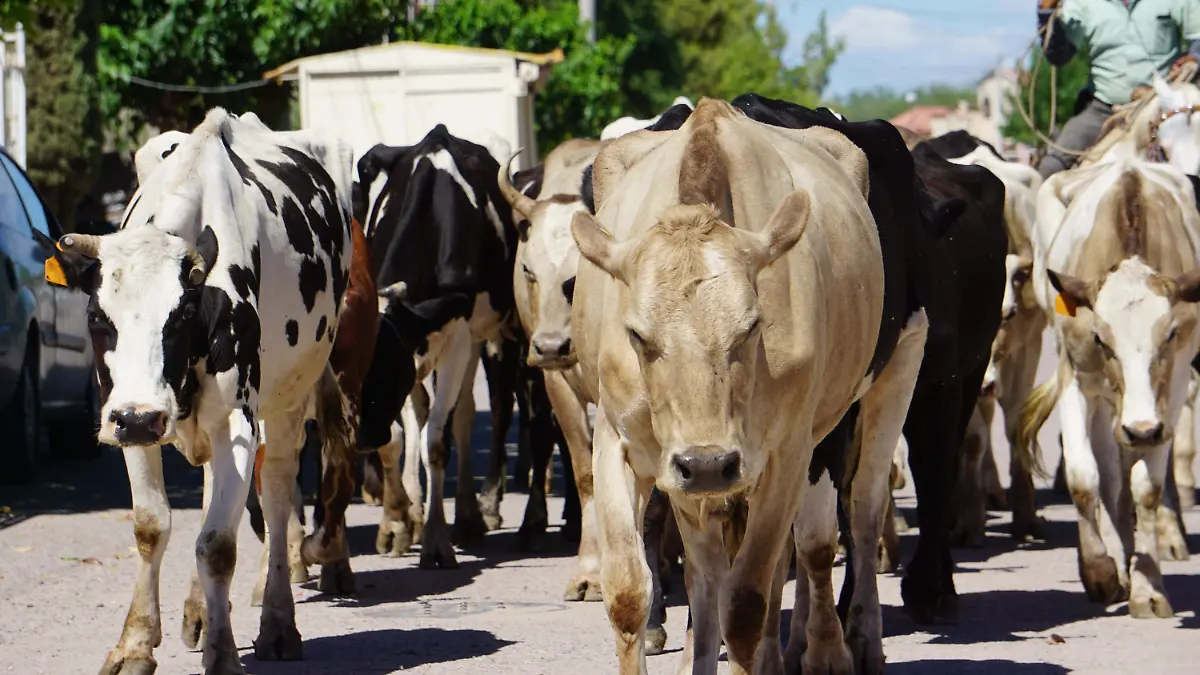 Buscarán ganaderos de Chihuahua exportar carne a Japón