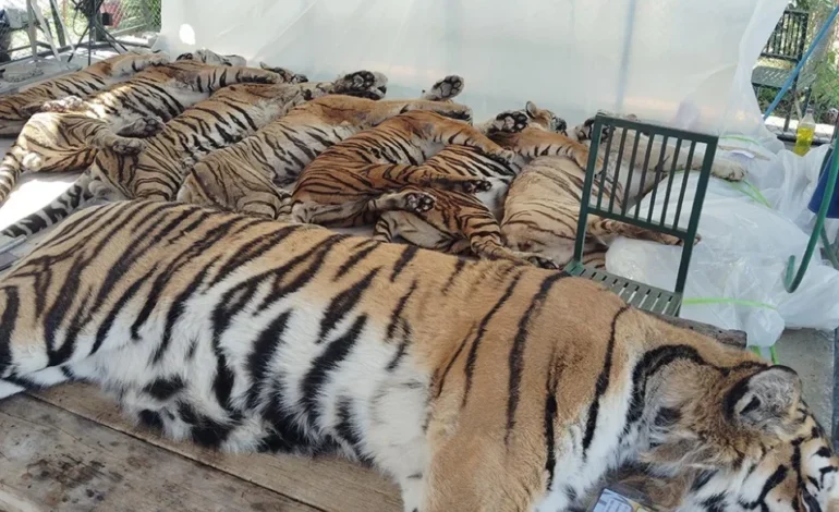 Mueren 72 tigres en una reserva en Tailandia