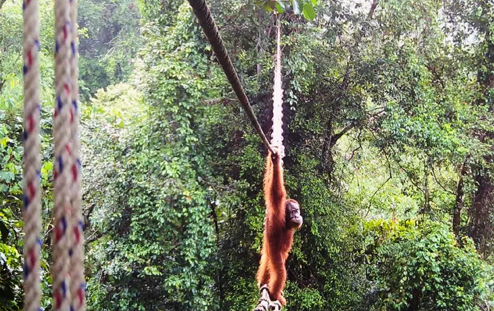 Cámara capta momento en que orangután usa un puente para cruzar carretera en Indonesia