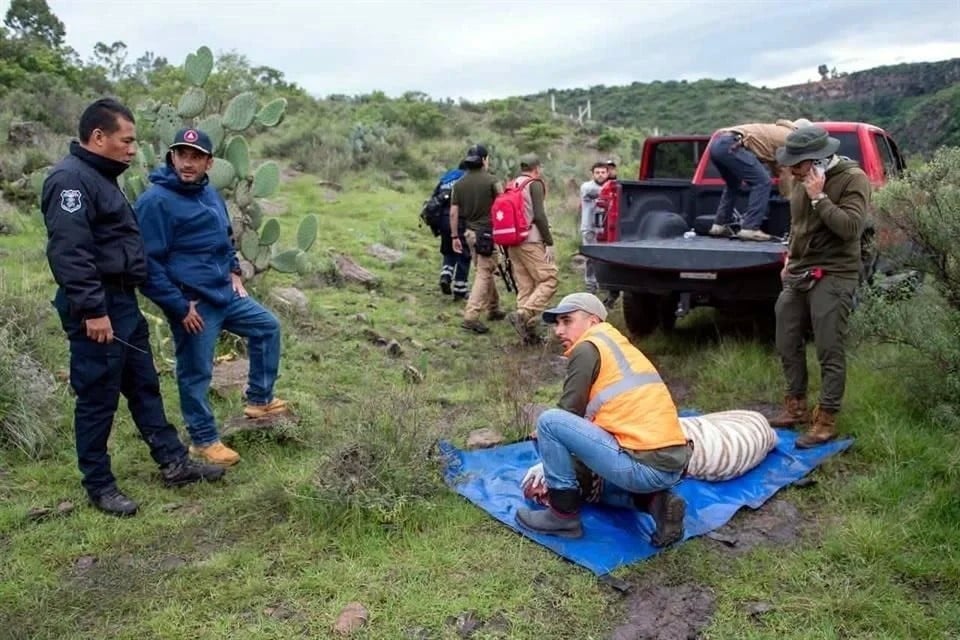 Determina UNAM que tiro en la cabeza mató al tigre ‘Kenzo’