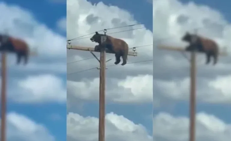 Muere oso en lo alto de un poste de luz en Nuevo México