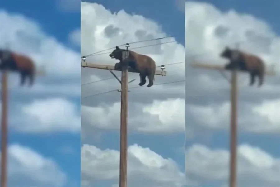 Muere oso en lo alto de un poste de luz en Nuevo México