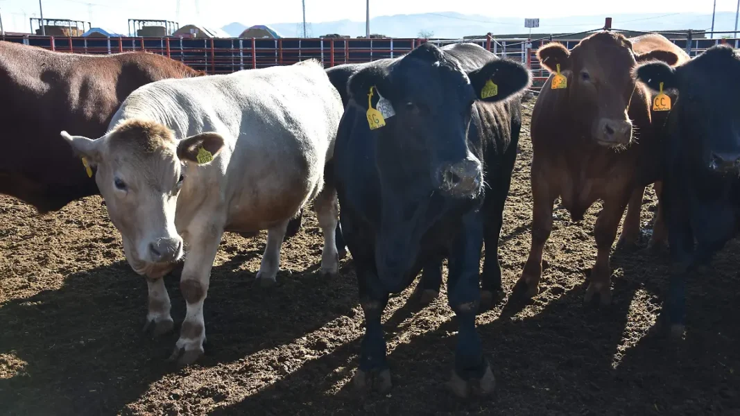 Concurso Novillo Gordo reunirá a 43 ejemplares de hasta 750 kilos para destacar calidad ganadera de Chihuahua