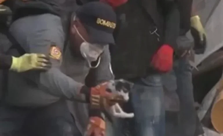 Rescatan a gatito en escombros tras sismo en Colombia