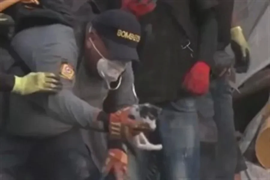 Rescatan a gatito en escombros tras sismo en Colombia