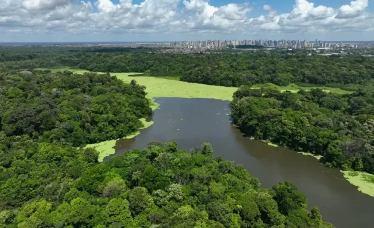 Una ciudad se moviliza contra una persistente amenaza para la salud: los mosquitos